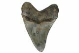 Fossil Megalodon Tooth - South Carolina #180944-2
